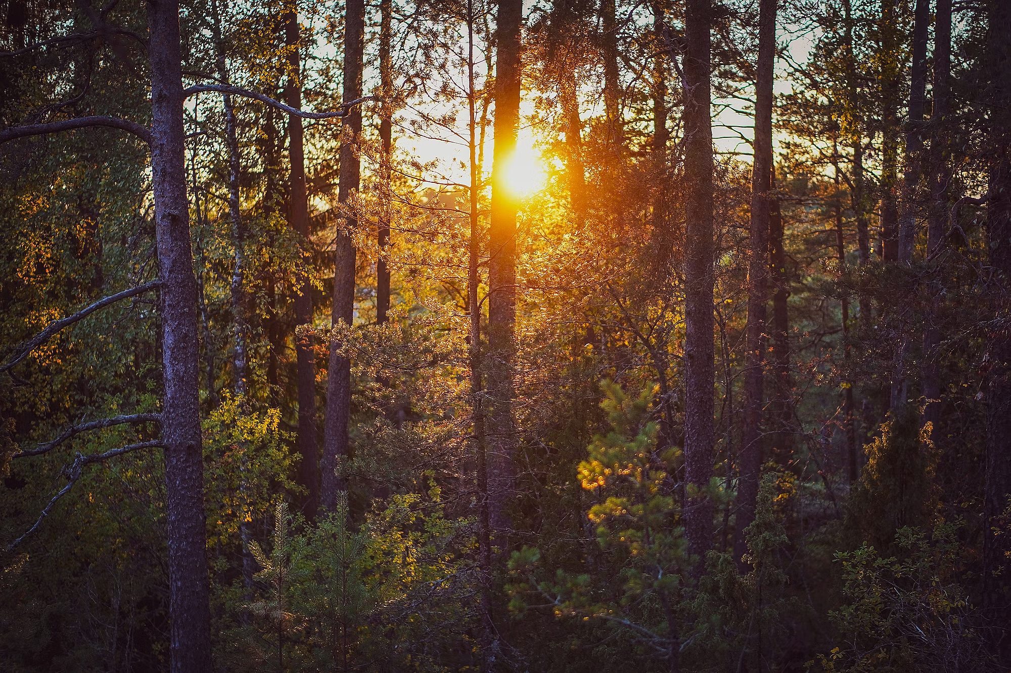 4 Seasons in Finland